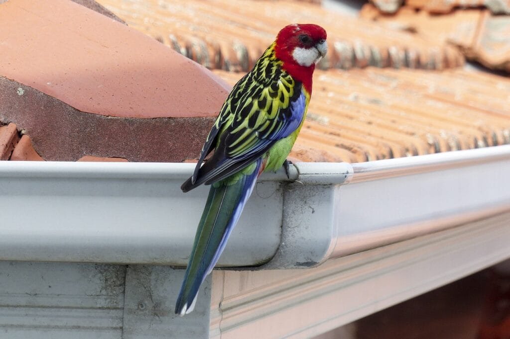 eastern rosella, platycercus eximius, psittacidae